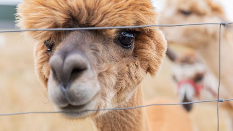 Ein neugieriges Alpaka schaut durch einen Zaun. Im Hintergrund ist ein weiteres Alpaka zu sehen.