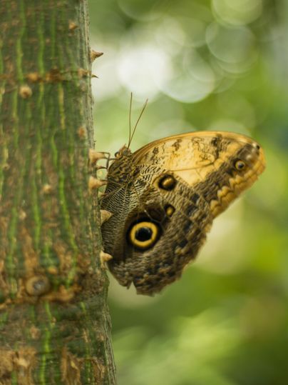 Ein Schmetterling mit auffälligen Augenmustern sitzt an einem Baumstamm. Der Hintergrund zeigt eine unscharfe, grüne Umgebung.