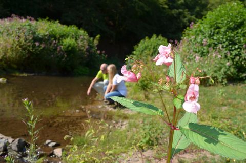 Two people are sitting by the shore of a small body of water, exploring the surroundings. In the foreground, a pink plant is blooming.