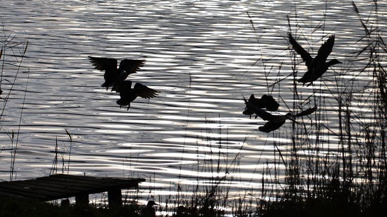 Een rustige vijver met zachte golvenreflecties. Vogels vliegen over het water en zorgen voor een levendige sfeer.