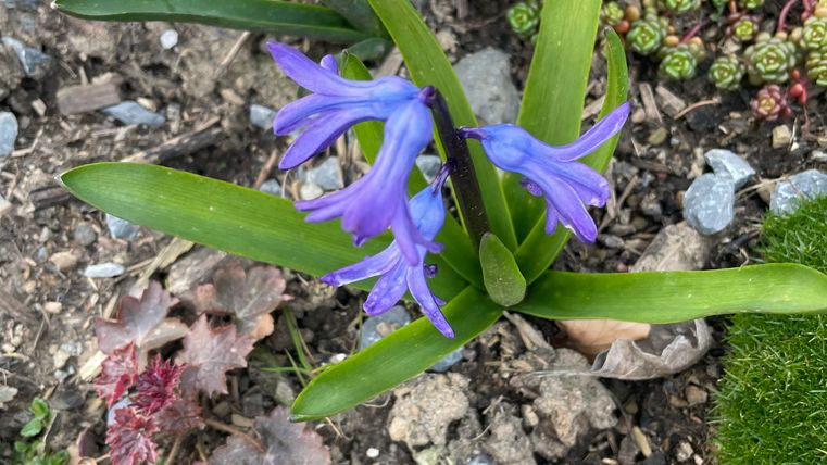 Een paarse bloem met lange bladeren groeit op de grond. Op de achtergrond zijn enkele groene planten te zien.