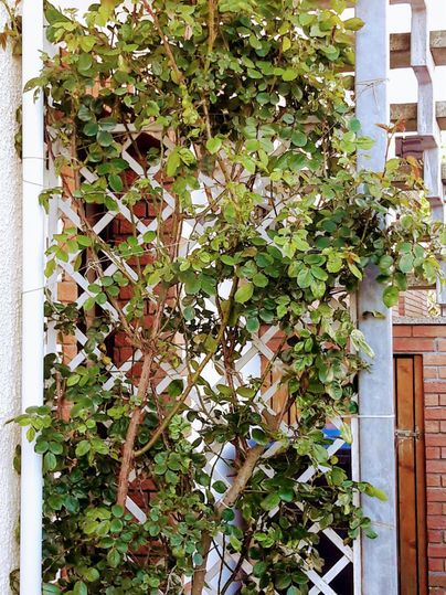 Een groene plant groeit tegen een wit hek. Ze is dicht begroeid en vormt een natuurlijke decoratie.