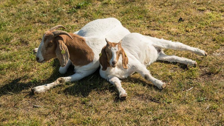 Zwei Ziegen ruhen entspannt auf einer sonnigen Wiese. Sie liegen eng beieinander und genießen die Wärme.