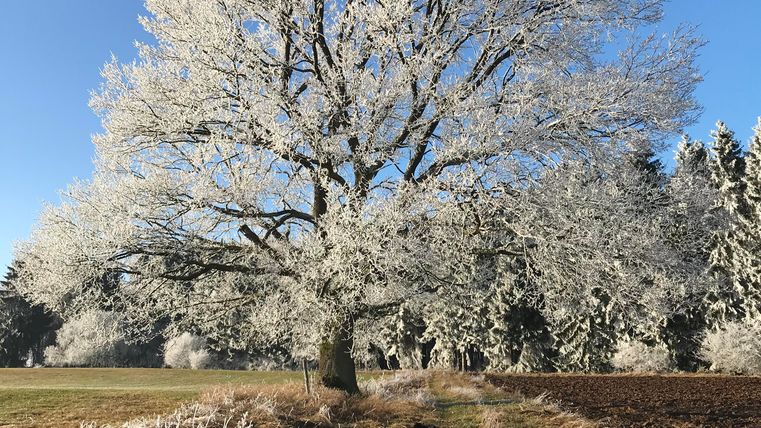 Winter in the Eifel