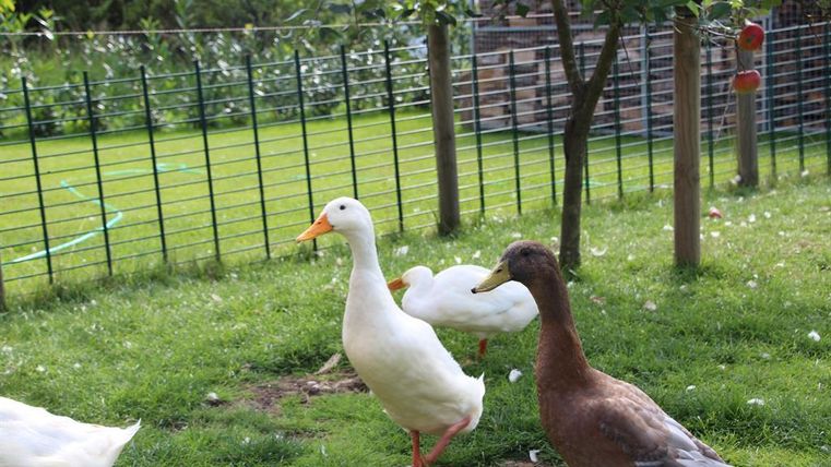 Three ducks are walking in a green garden. In the background, there are some trees and a fence visible.