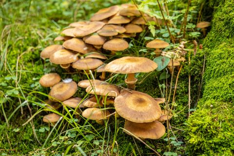 Een groep bruine paddenstoelen groeit op de grond in het bos. Omgeven door gras en mos stralen ze een natuurlijke rust uit.