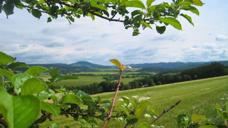 Grüne Felder und Hügel in der Ferne, eingerahmt von Zweigen und Blättern im Vordergrund. Der Himmel ist bewölkt.