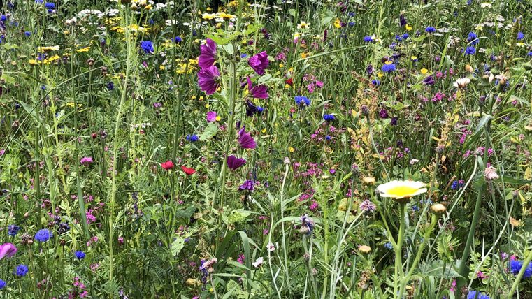 Een kleurrijk bloemenveld met verschillende wilde bloemen in paars, blauw en geel. Het veld straalt een levendige en natuurlijke schoonheid uit.