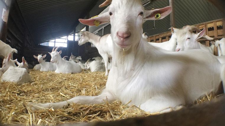 Eine Gruppe von Ziegen sitzt auf Stroh in einem Stall. Eine Ziege lächelt freundlich in die Kamera.