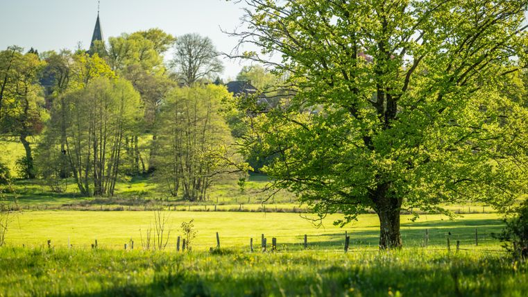 A green meadow with a large tree in the foreground. In the background, trees and a church tower are visible.