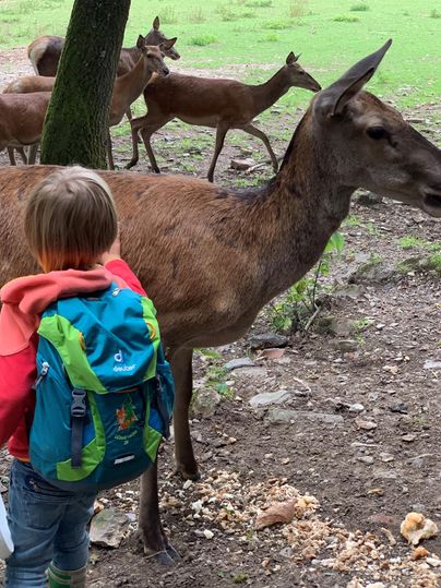 Ein Kind mit einem Rucksack steht neben einem Reh in der Natur. Im Hintergrund sind weitere Rehe zu sehen.