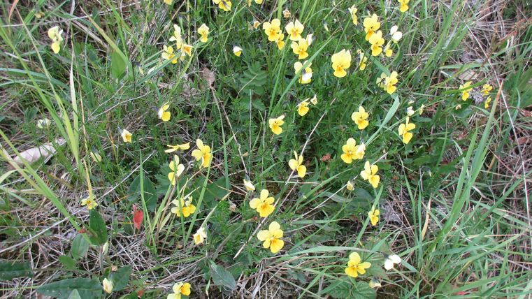 Een veld met gele bloemen, omgeven door groen gras. De planten bloeien levendig en geven het landschap vreugde.