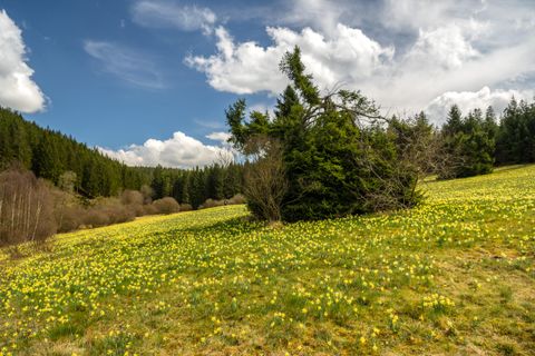 A picturesque meadow with many yellow flowers and a wide view of the forest. The sky is blue with some white clouds.