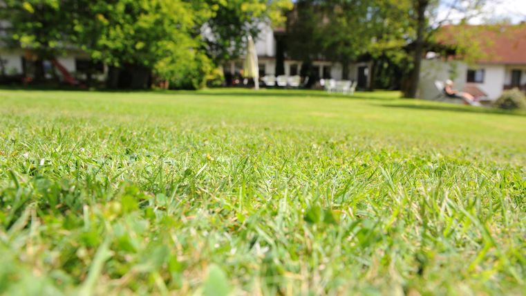 Ein grüner Rasen mit frischem Gras. Im Hintergrund sind Bäume und Gebäude sichtbar.
