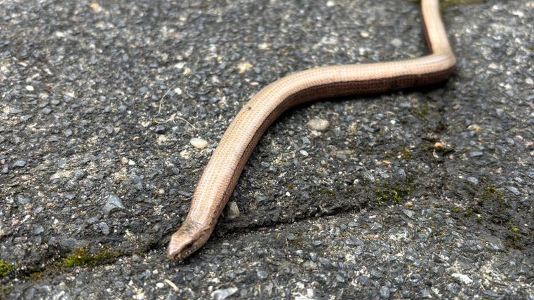 A slow worm