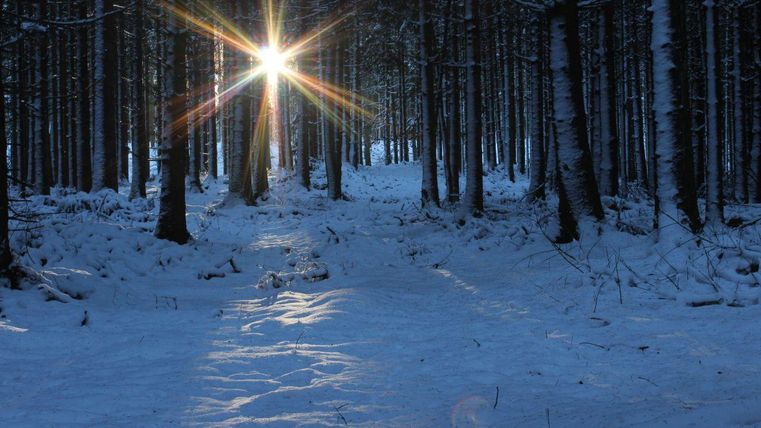 Eine verschneite Waldlandschaft mit hohen Bäumen. Die Sonne scheint durch die Baumstämme und erzeugt einen strahlenden Effekt.