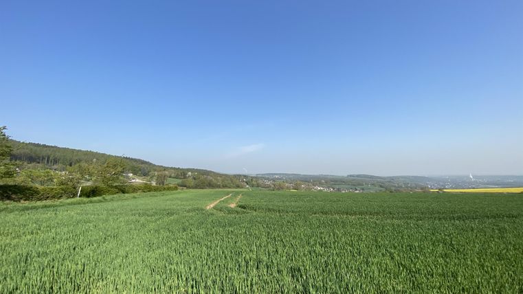 Een uitgestrekt veld met vers, groen gras onder een heldere blauwe lucht. Zachte heuvels zijn op de achtergrond zichtbaar.