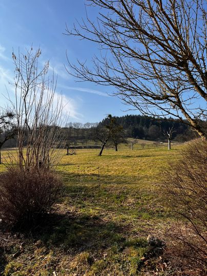 A peaceful landscape with green meadows and single trees. The sky is clear and blue, softly illuminating nature.