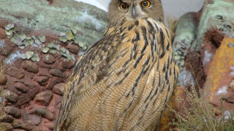 Eine Eule mit markanten Federzeichnungen und leuchtenden Augen sitzt auf einem natürlichem Untergrund. Sie wirkt aufmerksam und majestätisch.