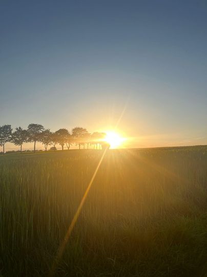 A sunset over a field with trees in the background. The sun shines brightly on the horizon.