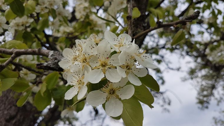 A blossom with white flowers on a tree. Fresh green leaves are visible and the sky is cloudy.