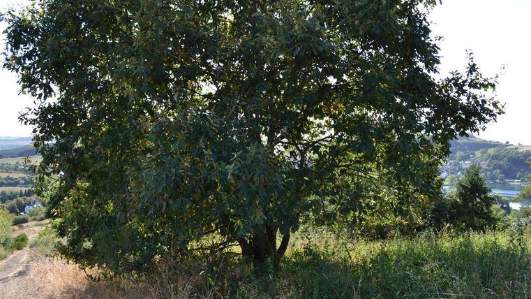 Ein großer Baum steht auf einem Hügel. Im Hintergrund sind sanfte Landschaften und ein Gewässer zu sehen.