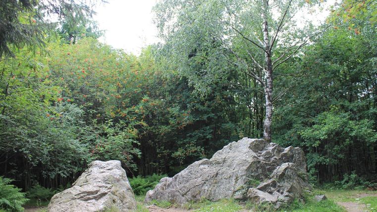 Ein ruhiger Wald mit großen Steinen und einem Baum. Umgeben von grünen Pflanzen und Büschen.