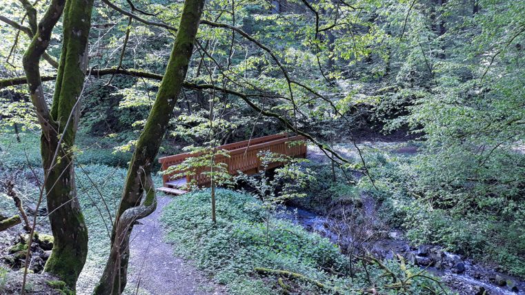 A serene forest landscape with a small wooden bridge over a clear stream. Lush greenery surrounds the path and the bridge.