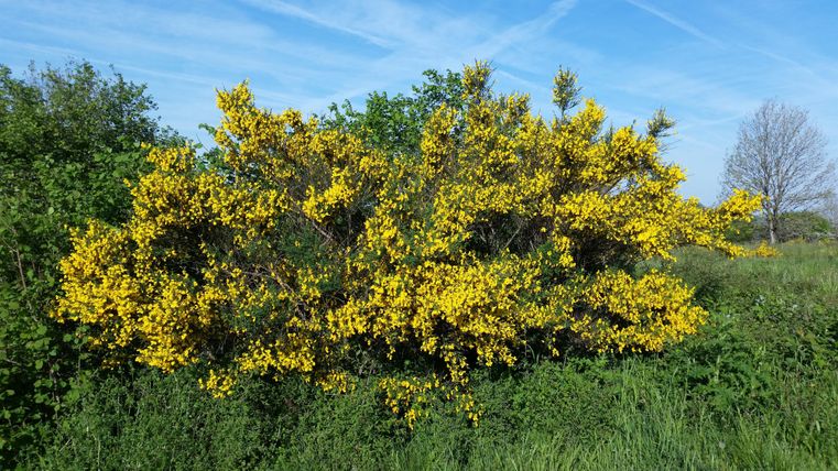 Ein strauch mit leuchtend gelben Blüten steht in einer grünen Umgebung. Der Himmel ist klar und blau mit einigen Wolken.