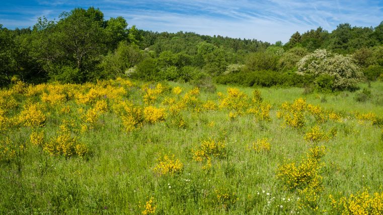 Blühende Ginstersträucher auf einer grünen Wiese unter blauem Himmel.