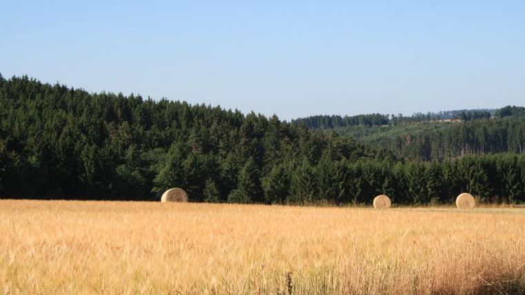 Ein goldenes Getreidefeld mit Heuballen und einem dichten Wald im Hintergrund. Der Himmel ist klar und blau.