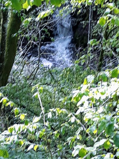 A small waterfall surrounded by dense green foliage and trees. The soothing sounds of water can be heard in the quiet surroundings.