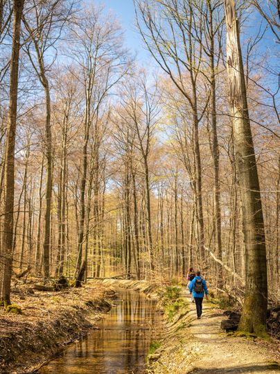 A hiker walks along a path beside a small stream in a forest with bare trees. The spring sun shines through the branches, creating a tranquil atmosphere.