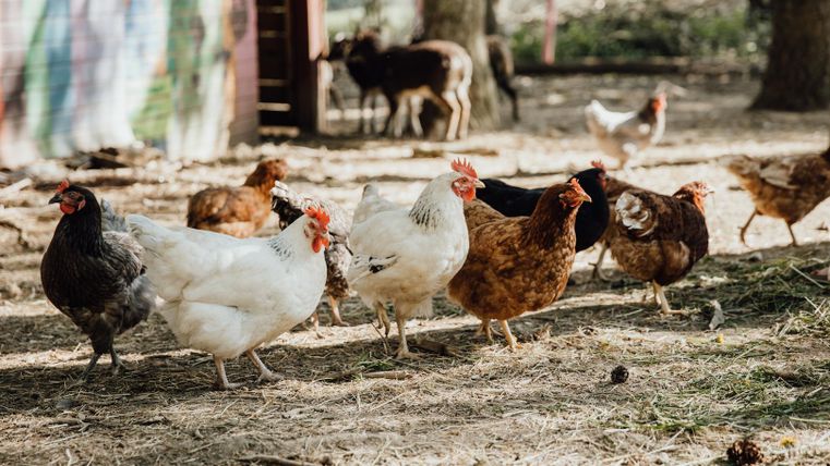Een groep kippen loopt op een boerderij. Op de achtergrond zijn enkele geiten te zien.