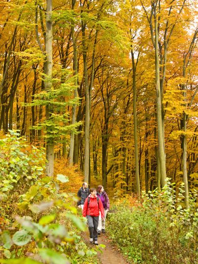 Drie mensen lopen op een pad door een herfstbos. De bomen zijn in felle geel- en oranjetinten gekleurd.