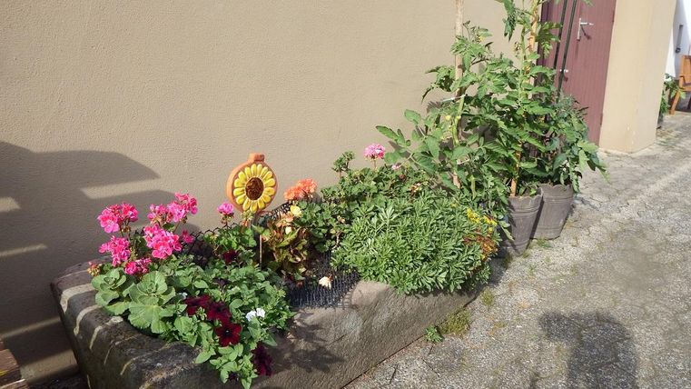 A blooming flower bed with colorful flowers like geraniums and zinnias. The plants are lined up along a wall on a paved path.