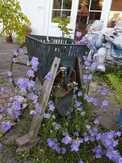 Eine alte Schubkarre steht mit lila Glockenblumen und Pflanzen dekoriert. Im Hintergrund sind Fenster und eine Statue sichtbar.