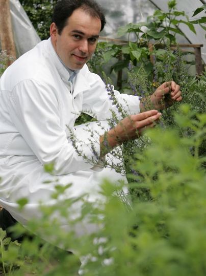 Ein Mann in einem weißen Laborkittel sitzt im Gewächshaus und untersucht Pflanzen. Er hält eine Pflanze in der Hand und sieht konzentriert aus.