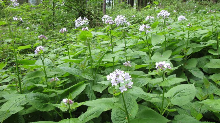 Eine blühende Pflanze mit weißen Blumen in einem grünen Wald. Die großen Blätter umgeben die Blumen und verleihen der Szene einen natürlichen Look.
