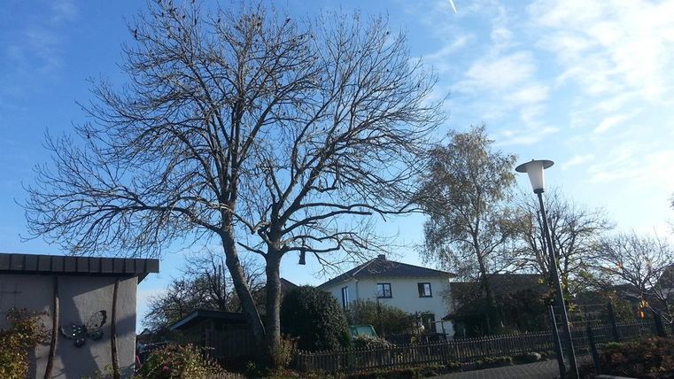 A quiet residential area with a large, bare tree and a blue sky. In the background, some houses and a lamp post are visible.