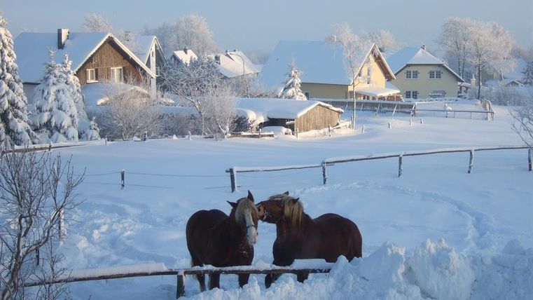 Two horses are standing in a snowy landscape and appear to be playing with each other. In the background, there are houses and snow-covered trees.