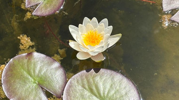 Water lily