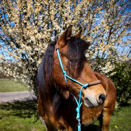 Een bruine paard met een blauwe halster staat voor een bloeiende boom. De lucht is helder en het is een zonnige dag.