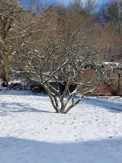 Ein schneebedeckter Garten mit einem blossen Baum. Der Himmel ist klar und die Landschaft wirkt ruhig und winterlich.
