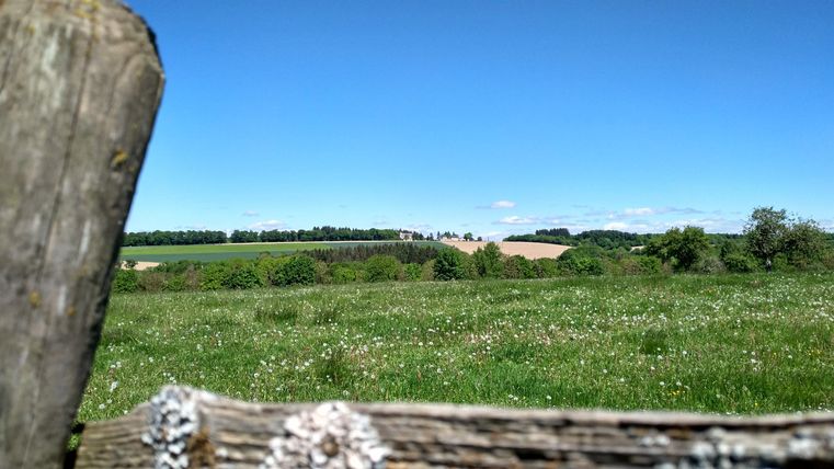 Eine grüne Wiese unter einem klaren blauen Himmel. Im Hintergrund sind sanfte Hügel und Bäume zu sehen.