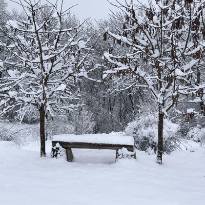 A quiet winter landscape with snow-covered trees. A wooden bench stands in the snow, inviting you to linger.