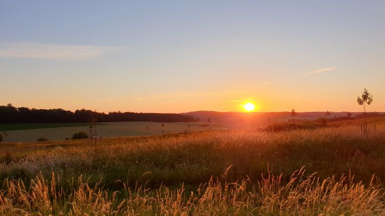 Ein schöner Sonnenuntergang über einer grünen Wiese. Der Himmel ist klar und die Farben sind warm.