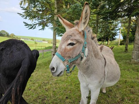 Several donkeys in a meadow