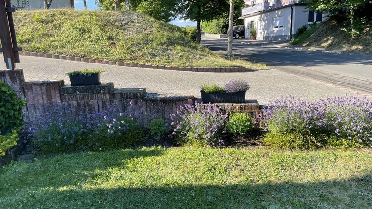 Een mooie tuin met paarse bloemen en groene struiken. Op de achtergrond is een rustige straat en enkele bomen te zien.