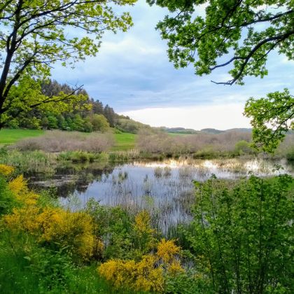 A quiet lake surrounded by trees and colorful bushes. The landscape is green and peaceful, ideal for nature lovers.